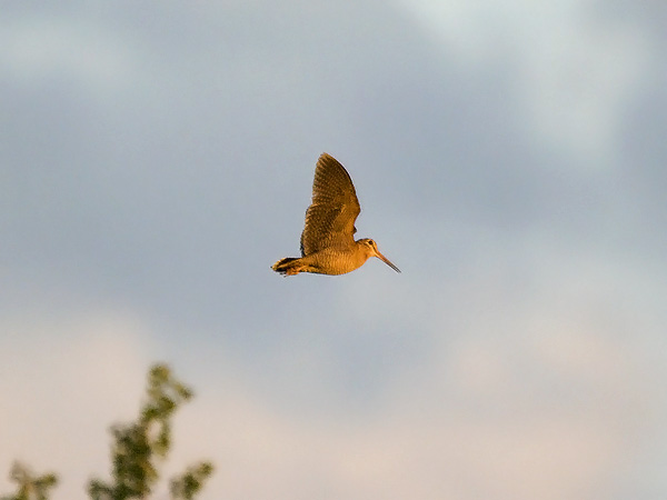 Lehtokurppa, Eurasian Woodcock, Scolopax rusticola